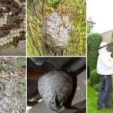 Kako se riješiti osa na selu